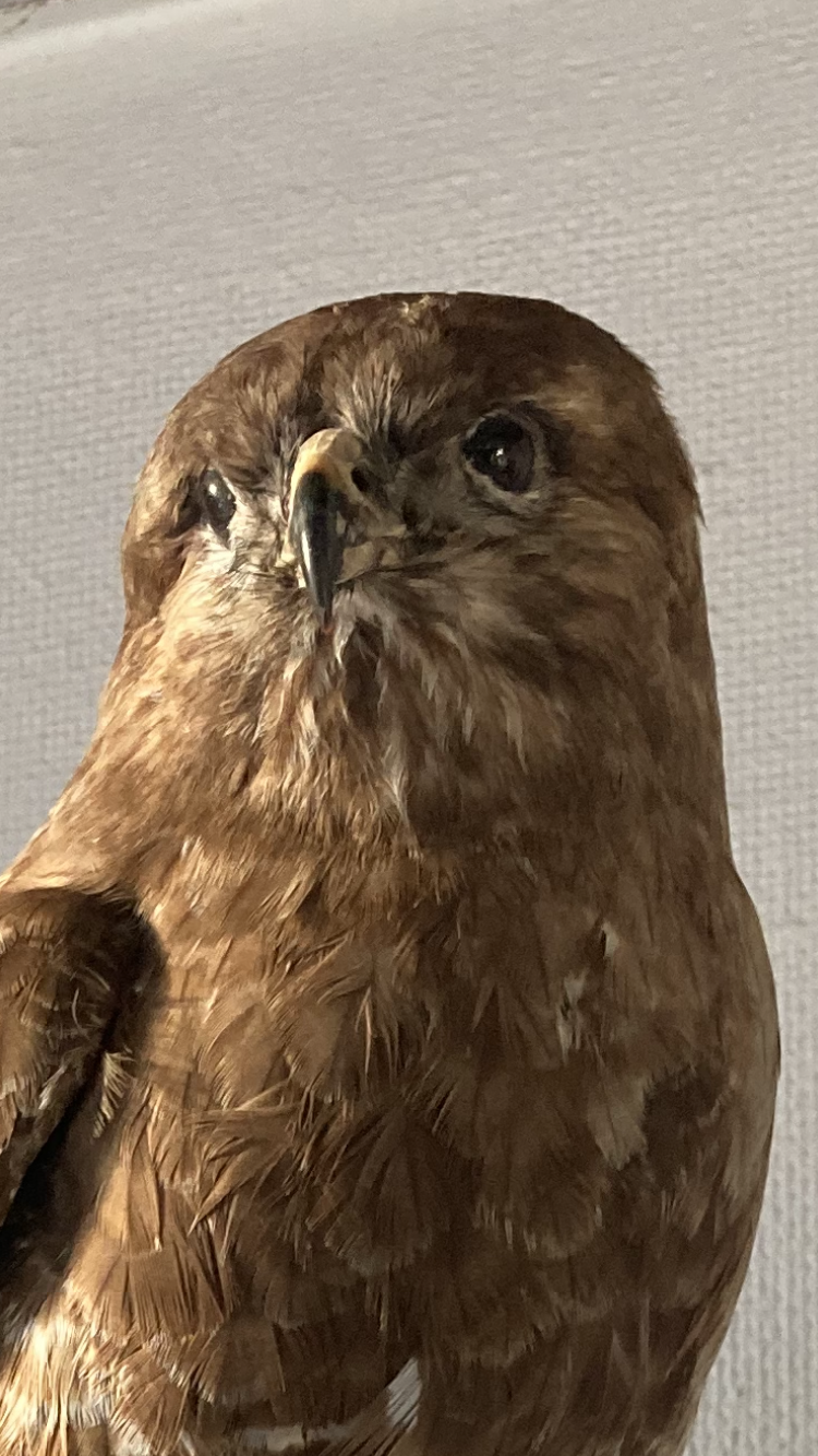 Nice stuffed sparrow hawk in good condition - no. 01410