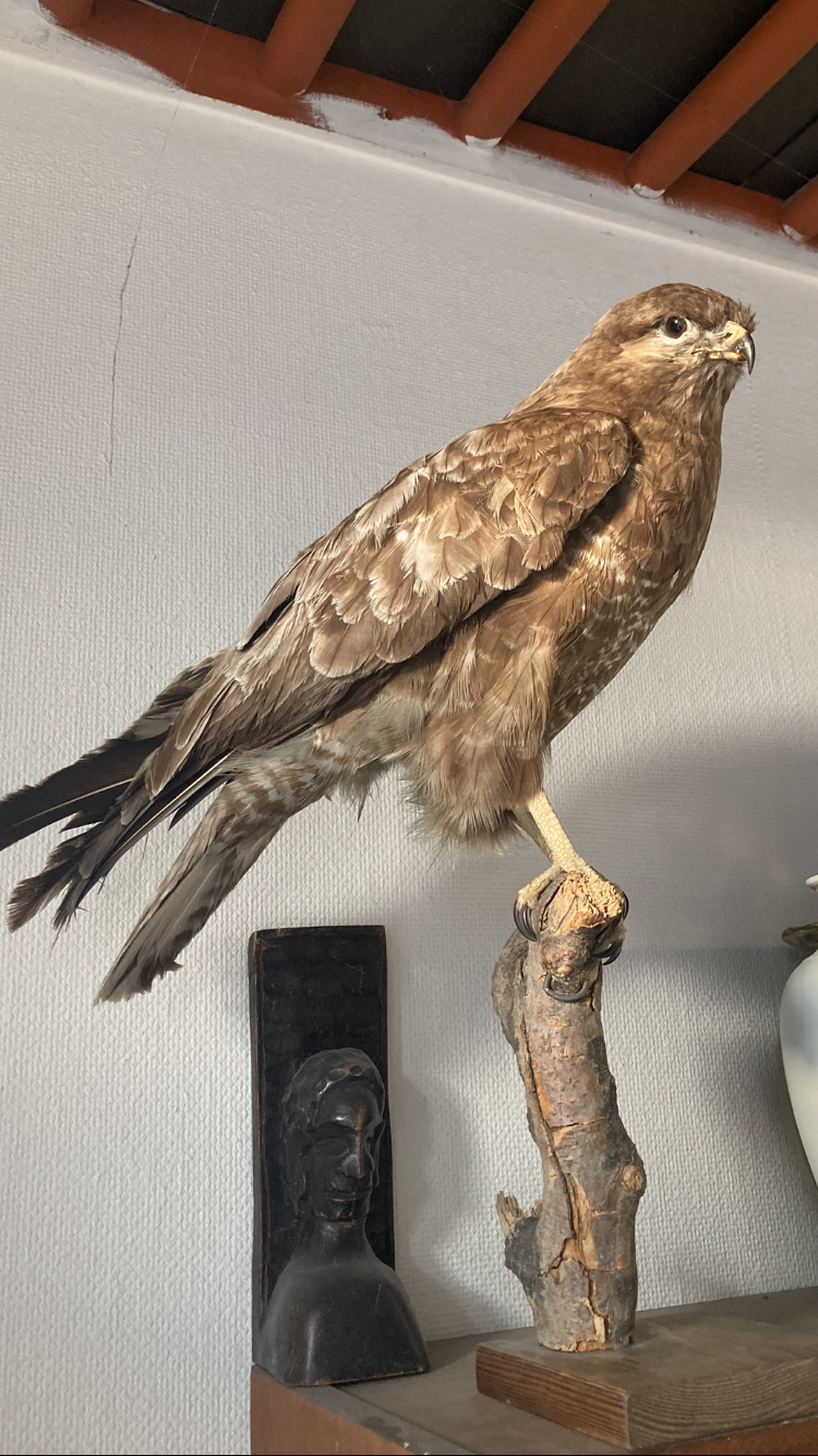 Nice stuffed sparrow hawk in good condition - no. 01410